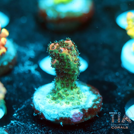 TIA Christmas Mirabillis 2 (Buy 1 Get 1 Free!)