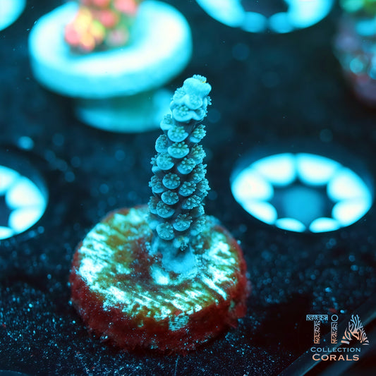 TIA Blue Reactor Tenuis (Buy 1 Get 1 Free!)