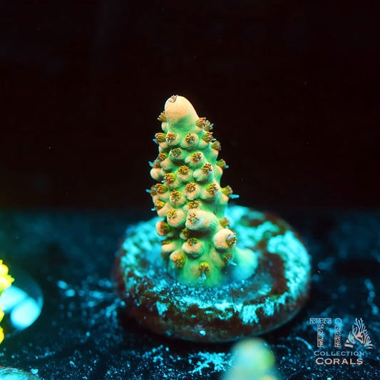 TIA Nebula Selago 2 (Buy 1 Get 1 Free!)