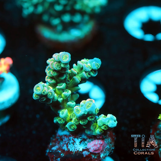 TIA Peacock Core 1 (Buy 1 Get 1 Free!)