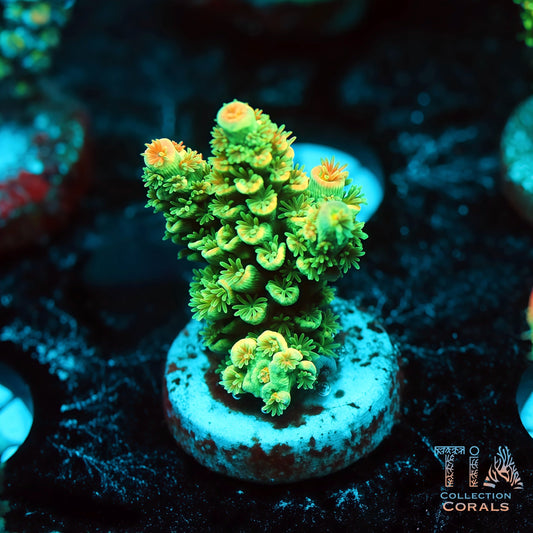 TIA Verdant Hive (Buy 1 Get 1 Free!)