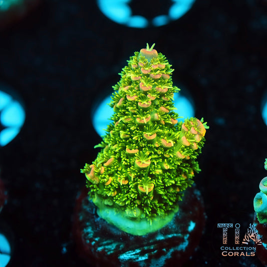 TIA Solar Crown 1 (Buy 1 Get 1 Free!)