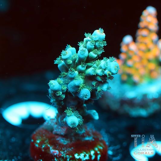 Blue Crystal 2 (Buy 1 Get 1 Free!)
