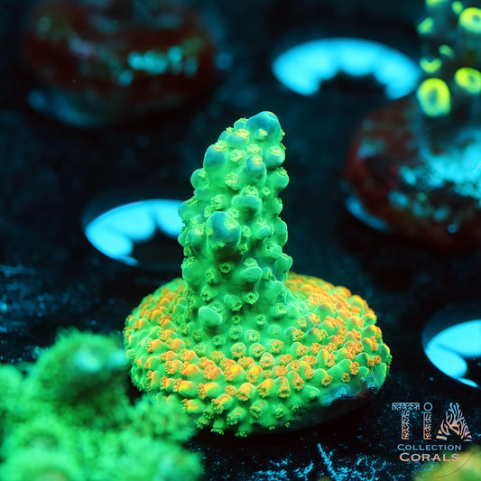 Wasabi Volcano (Buy 1 Get 1 Free!)