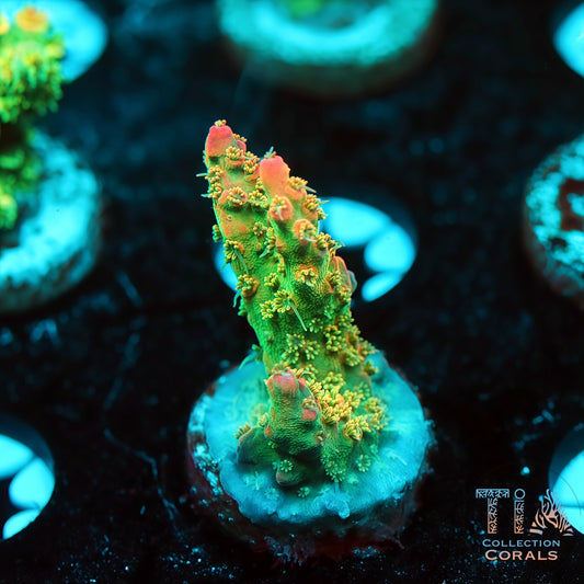 TIA Tropical Fairy 2 (Buy 1 Get 1 Free!)