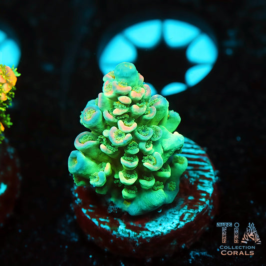 TIA Meadowbud 1 (Buy 1 Get 1 Free!)