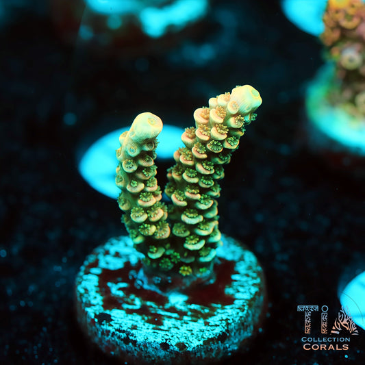 TIA Nebula (Buy 1 Get 1 Free!)