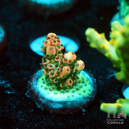 TIA Christmas Mirabillis 3 (Buy 1 Get 1 Free!)