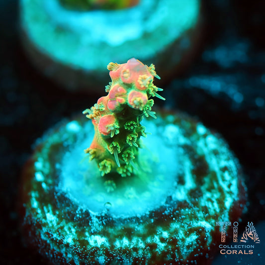 TIA Tropical Fairy 3 (Buy 1 Get 1 Free!)