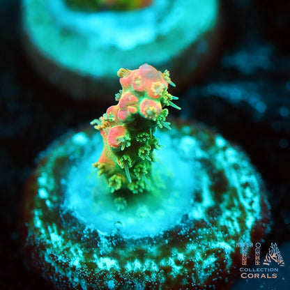 TIA Tropical Fairy 3 (Buy 1 Get 1 Free!)