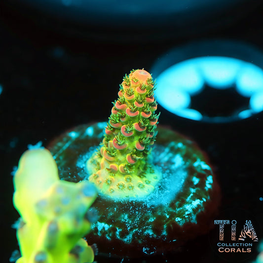TIA Stellar Flare 2 (Buy 1 Get 1 Free!)
