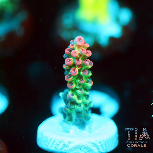 TIA ULTRA Strawberry Shortcake 2 (Buy 1 Get 1 Free!)