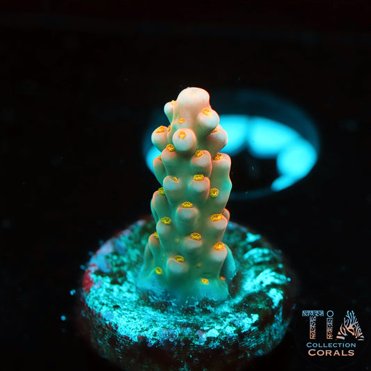 TIA Super Star (Buy 1 Get 1 Free!)