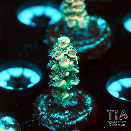 TIA Peacock Core 2 (Buy 1 Get 1 Free!)