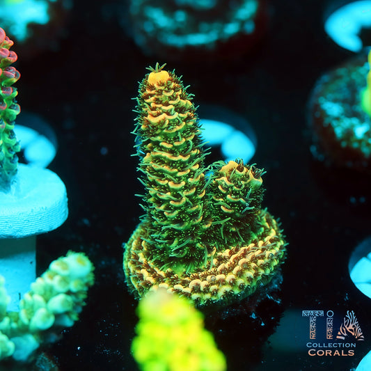 TIA Stellar Flare 3 (Buy 1 Get 1 Free!)