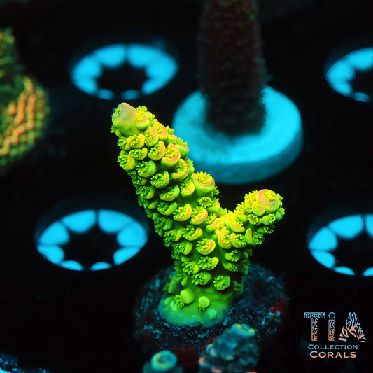 TIA Golden Dynasty (Buy 1 Get 1 Free!)