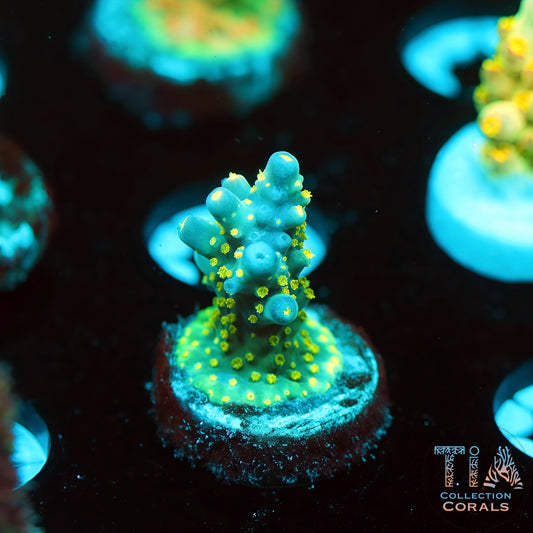 Blue Bonsai (Buy 1 Get 1 Free!)