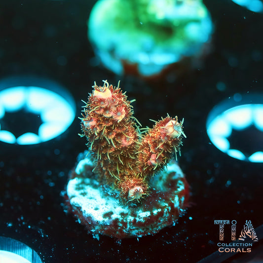 TIA Sapphire Inferno 1 (Buy 1 Get 1 Free!)