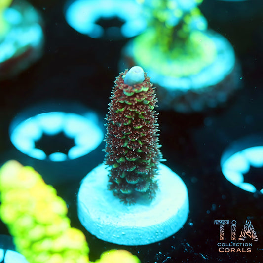 TIA GoldMane (Buy 1 Get 1 Free!)