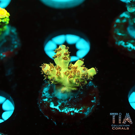 TIA Sunfire Nectar 1 (Buy 1 Get 1 Free!)