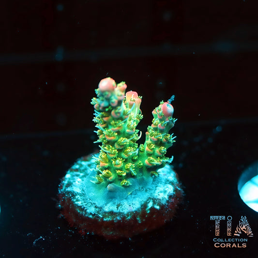 TIA Tropical Fairy 4 (Buy 1 Get 1 Free!)