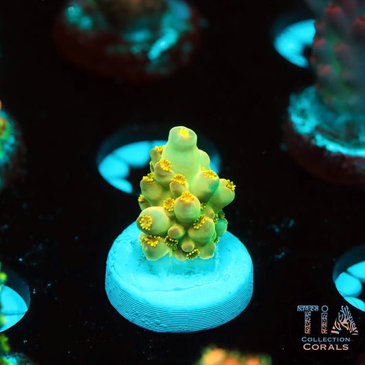 TIA Lemon Jade (Buy 1 Get 1 Free!)