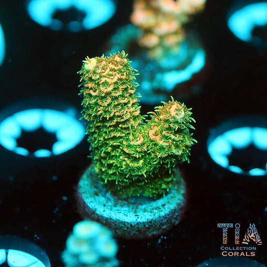 TIA Solar Crown (Buy 1 Get 1 Free!)