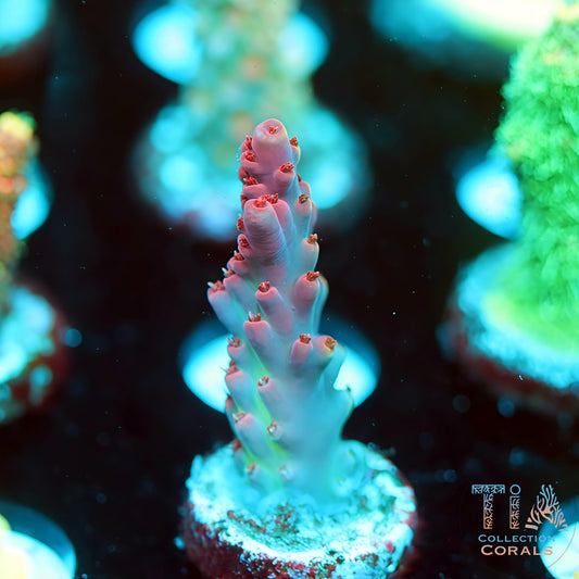 TIA Phonix Rouge 2 (Buy 1 Get 1 Free!)