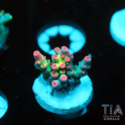 TIA Ultra Strawberry Shortcake 3 (Buy 1 Get 1 Free!)