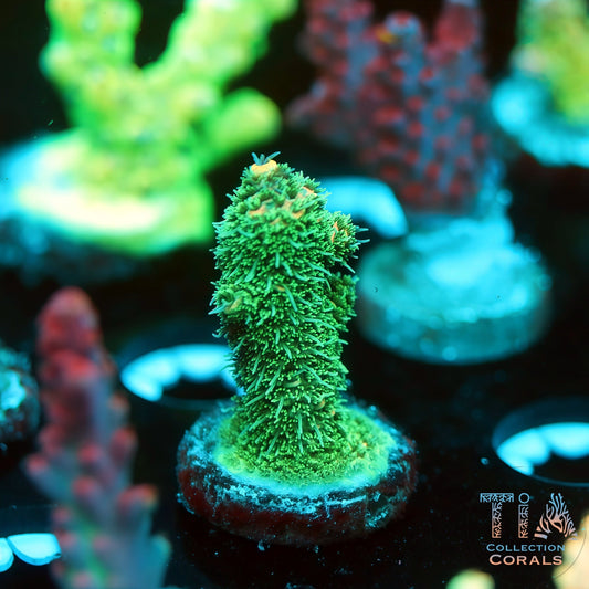 TIA Salix Mille Mille 2 (Buy 1 Get 1 Free!)