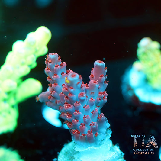 TIA Phonix Rouge 3 (Buy 1 Get 1 Free!)
