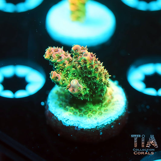 TIA Christmas Mirabillis 5 (Buy 1 Get 1 Free!)