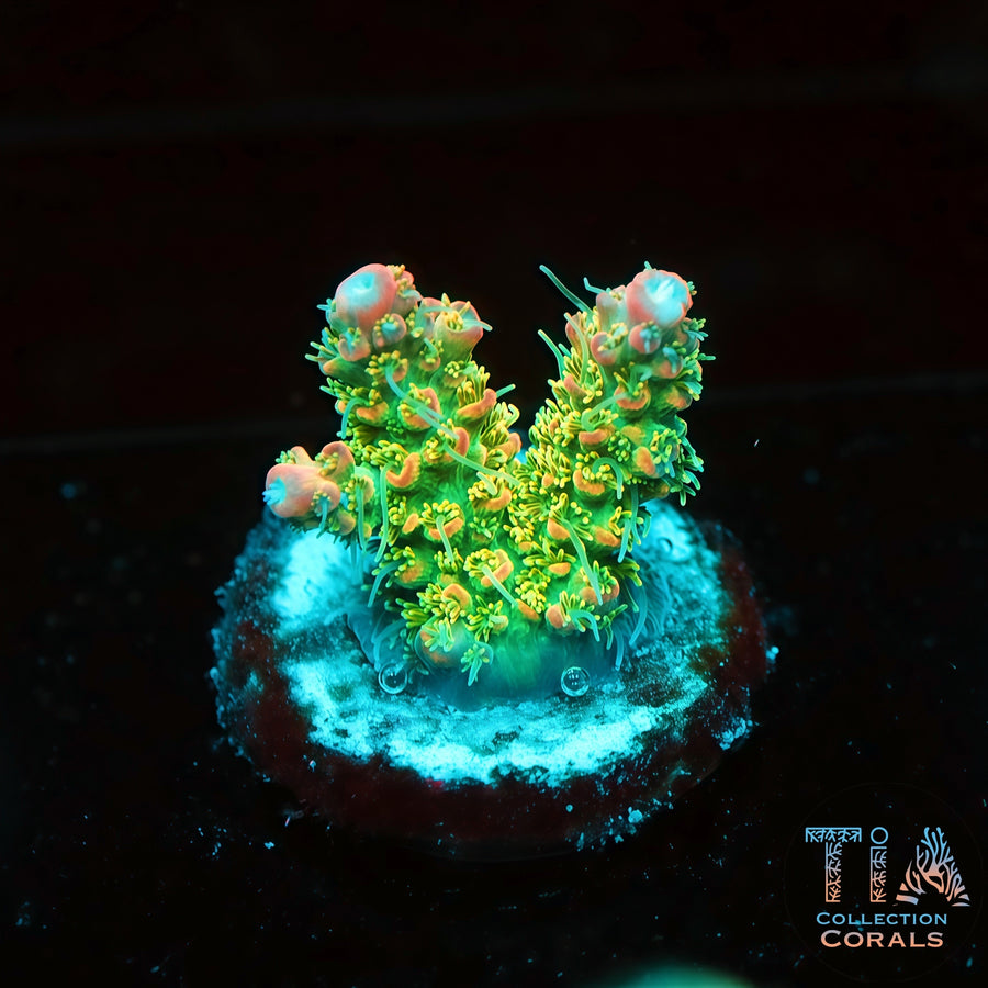 Fragmento de Bubble Gum Digitata, SPS coral