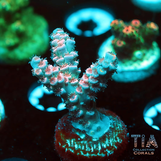 TIA Blue Tide (Buy 1 Get 1 Free!)