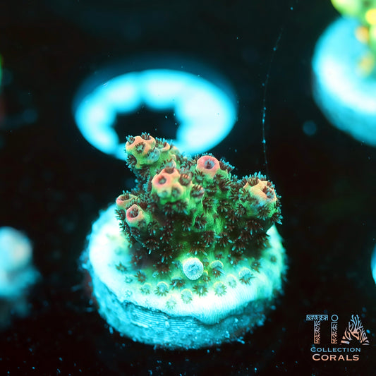 TIA Christmas Mirabillis 6 (Buy 1 Get 1 Free!)