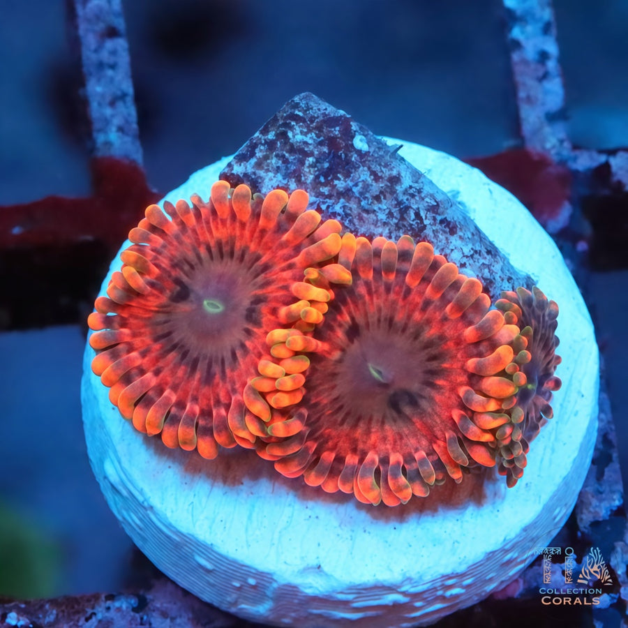 Fairy Fart Zoanthids Frag, soft coral