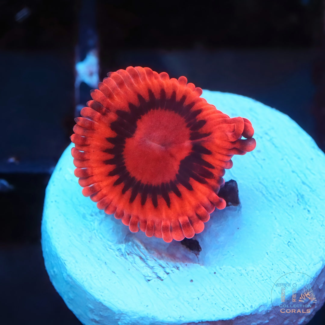 Fire Dot Zoanthias