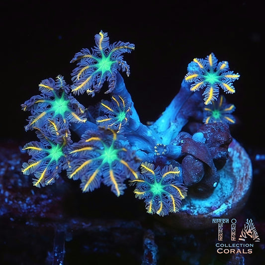 烟花丁香珊瑚