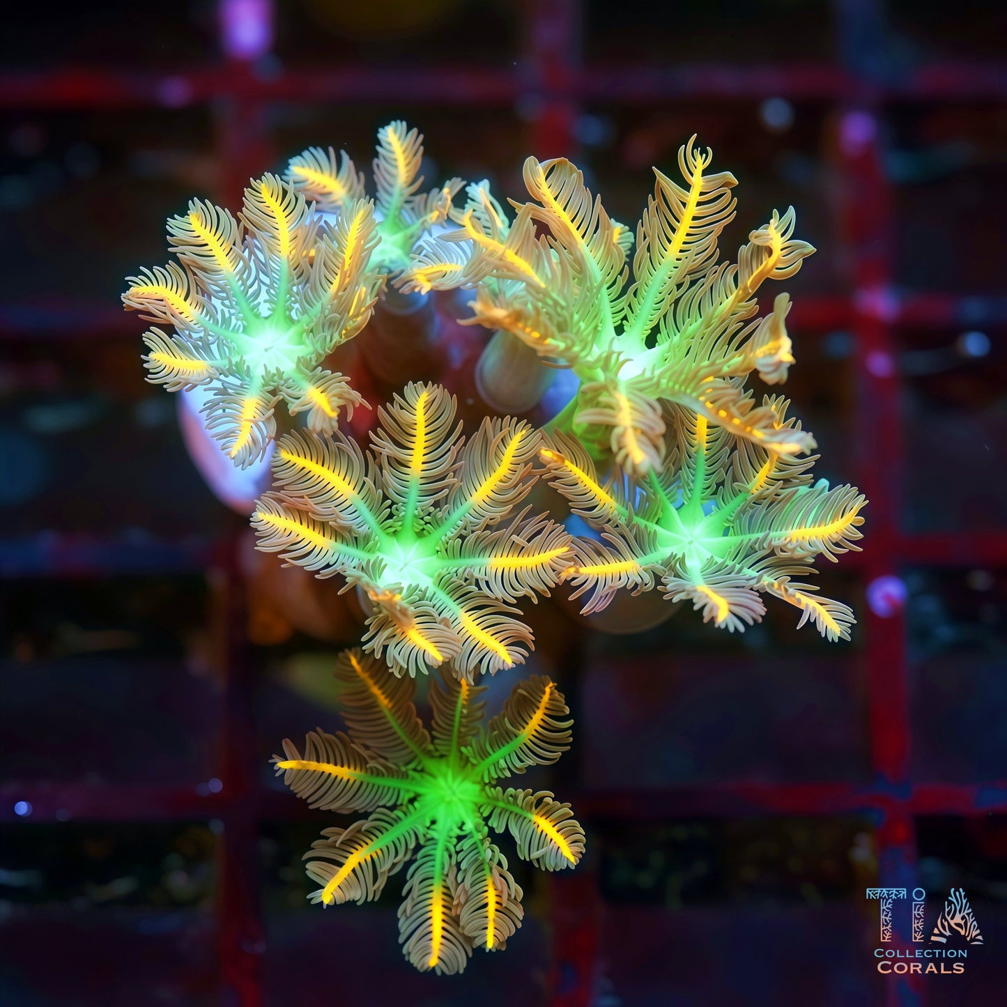 Papaya Clove Coral