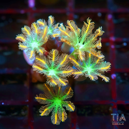 烟花丁香珊瑚