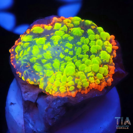 Fire Goblin Mushroom
