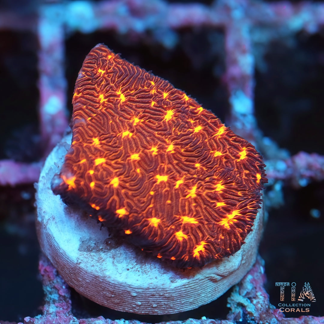 Fireworks Leptoseris