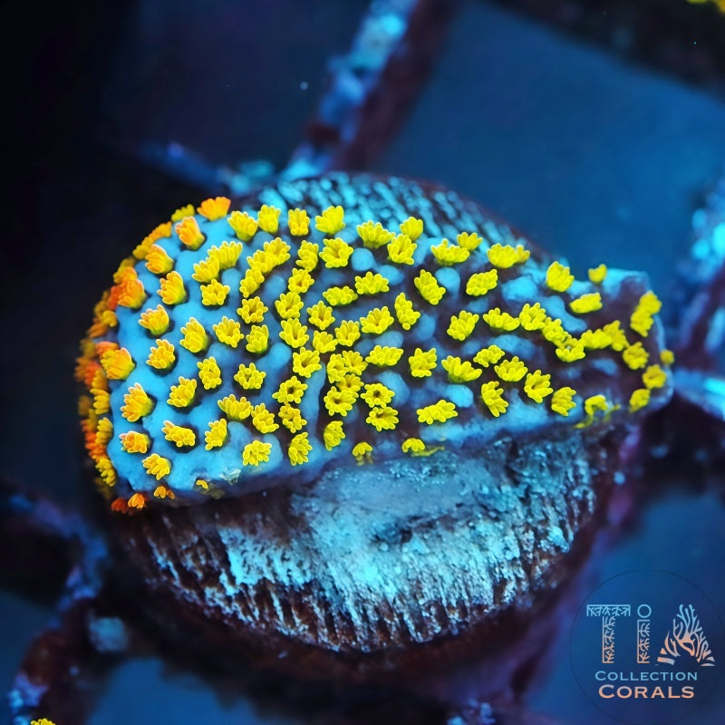 Fruity Pebble Rainbow Montipora