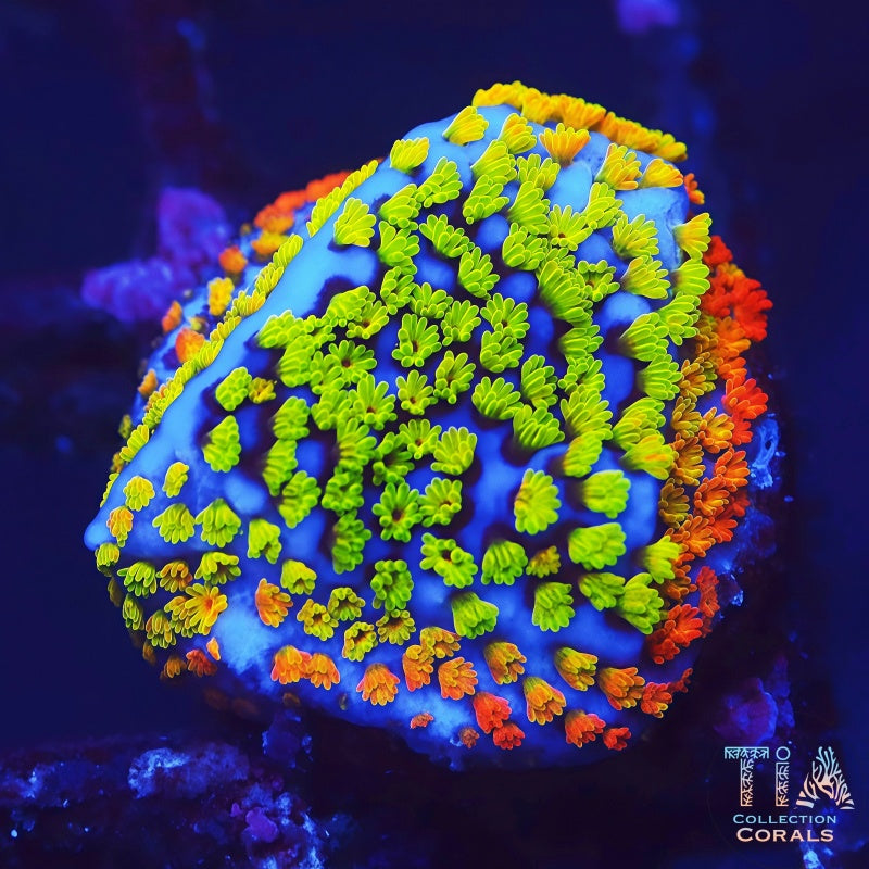 Fruity Pebble Rainbow Montipora, SPS coral