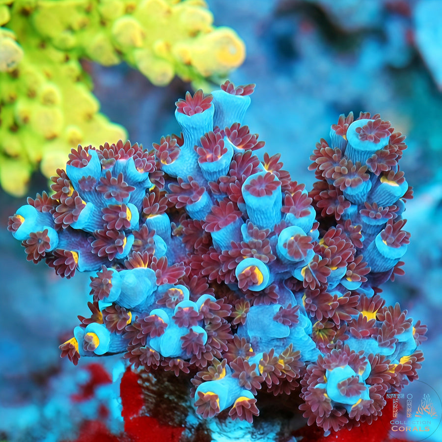 TIA Blue Inferno Acropora Colony (cut to order), SPS coral