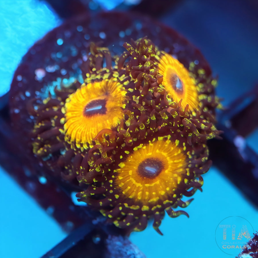 JF 血射 Zoanthias