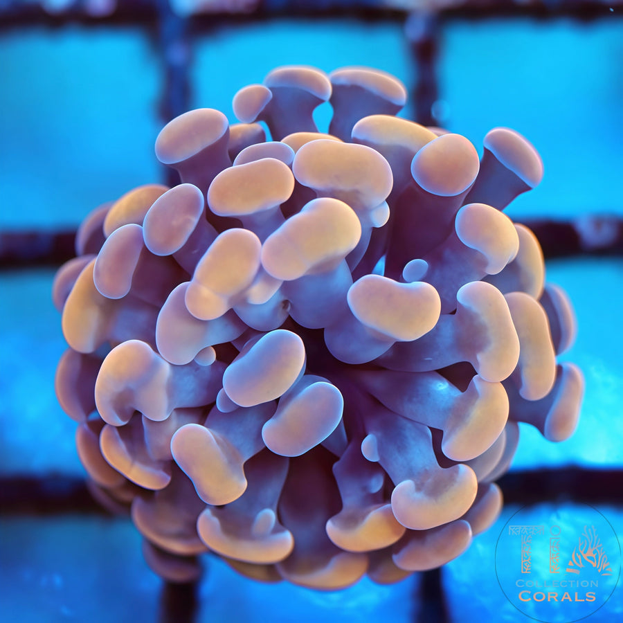 Gold and Purple Hammer Frag, LPS coral