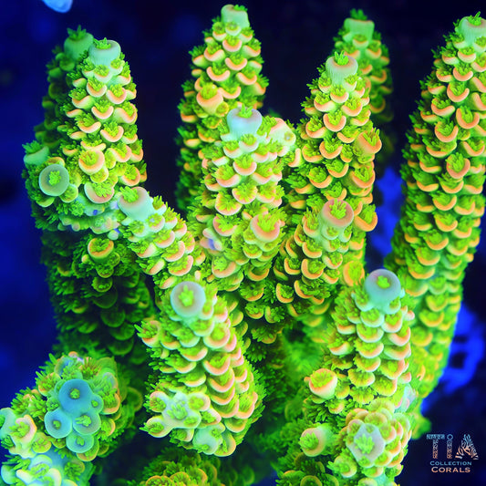 Golden Dynasty Acropora (cut to order）