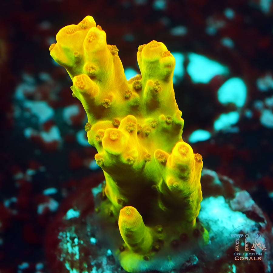 Golden Jawdropper Acropora Frag, SPS coral
