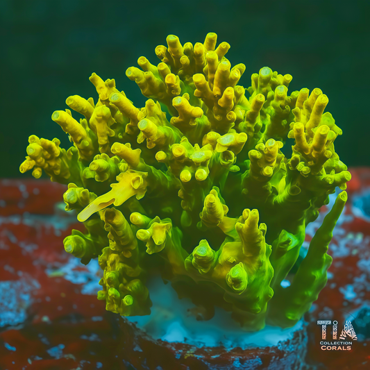 Fragmento de Acropora de Jawdropper dorado